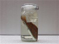 藏品(網紋石斑魚)的圖片
